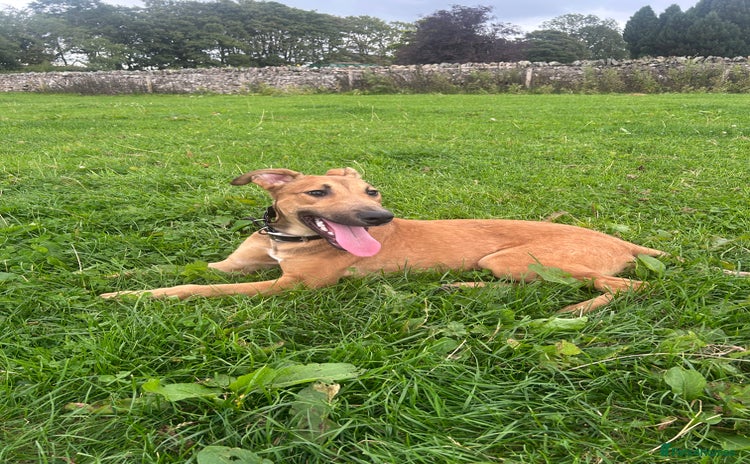 Mixed Breed dogs - Advert 4