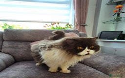 British Longhair cats for sale: Stunning GCCF Reg Male (Russian Imported parents)  - Image 3