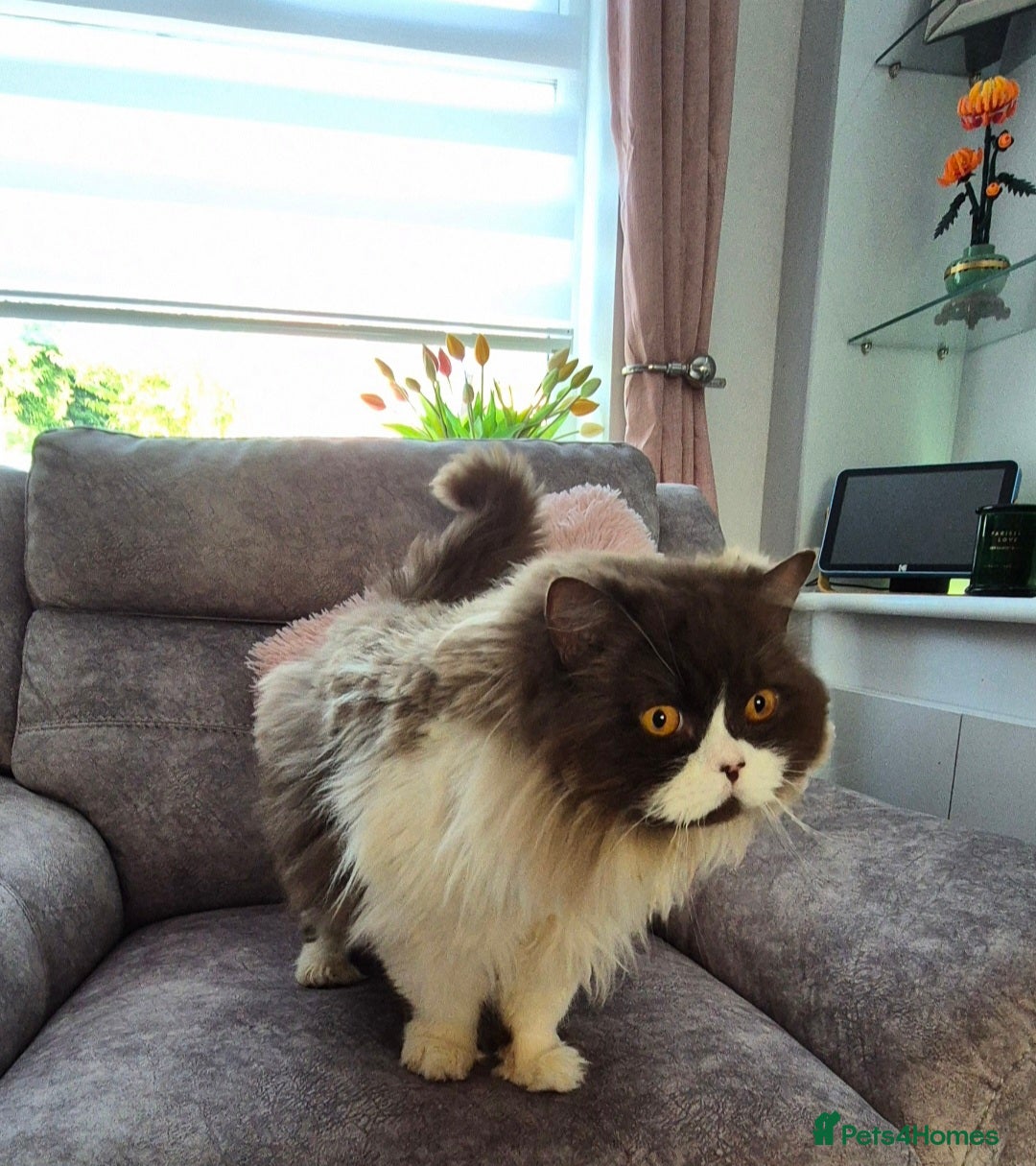 British Longhair cats for sale: Stunning GCCF Reg Male (Russian Imported parents)  - Image 3