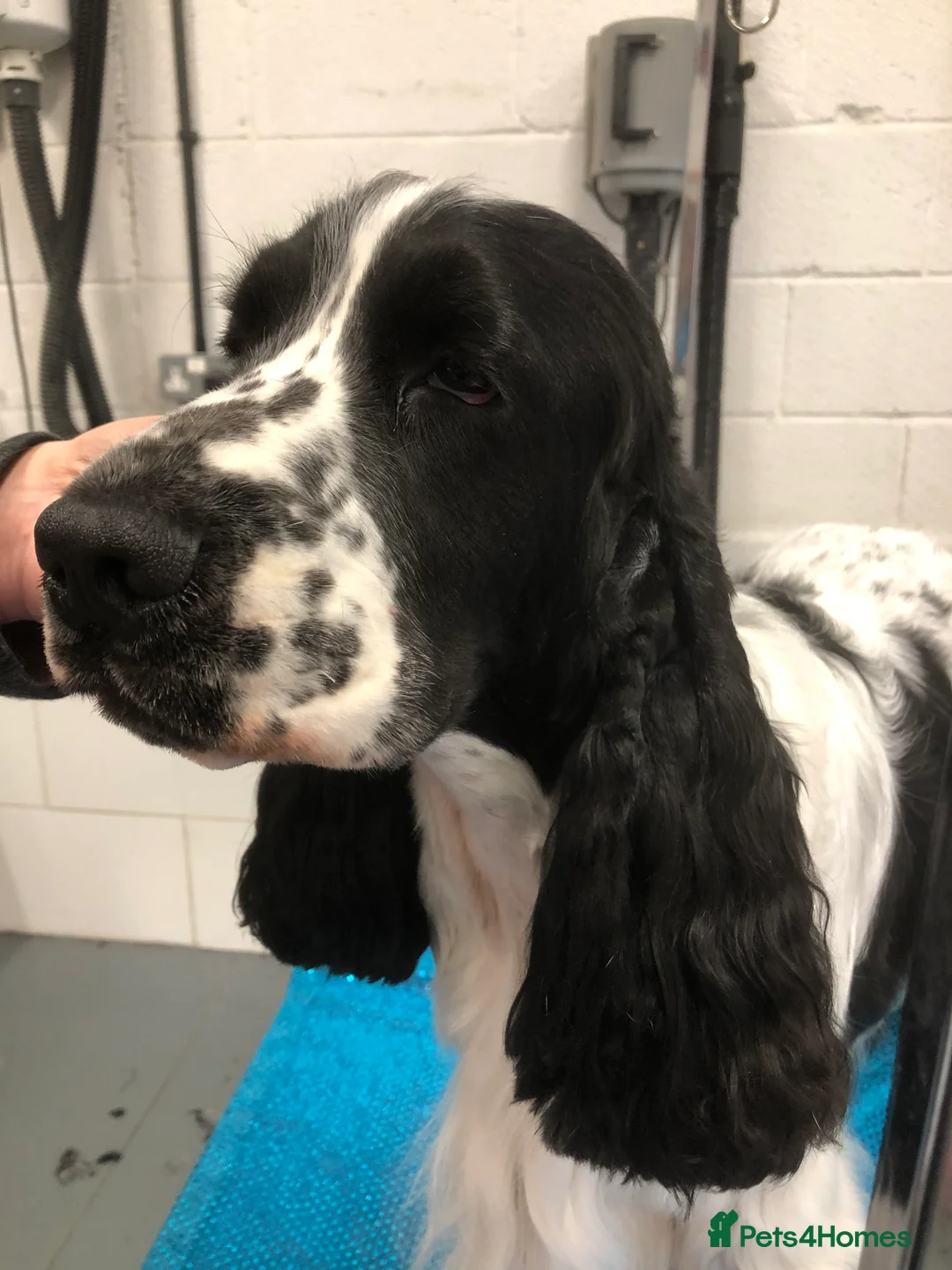 Cocker Spaniel dogs for stud: Full Show cocker spaniel Stud fully health tested  - Advert 2