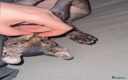 Sphynx cats for sale: Male kitten  - Image 3