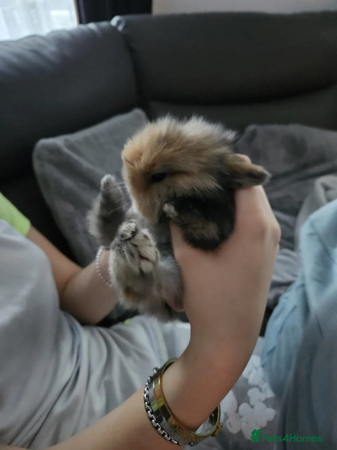 Mini Lion Lop rabbits for sale: Mini lion lop - Advert 5