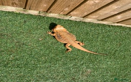 Dragon reptiles for sale: Mia the Beautiful bearded dragon  - Image 2