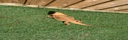 Dragon reptiles for sale: Mia the Beautiful bearded dragon  - Advert 2