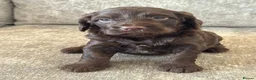 Cockapoo dogs for sale: MERL & CHOCOLATE F1COCKERPOOS HEALTH TESTED PARENT - Advert 10