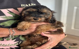 Cockapoo dogs for sale: Cuddly, cute, calm, sable Cockapoo puppies  - Image 3
