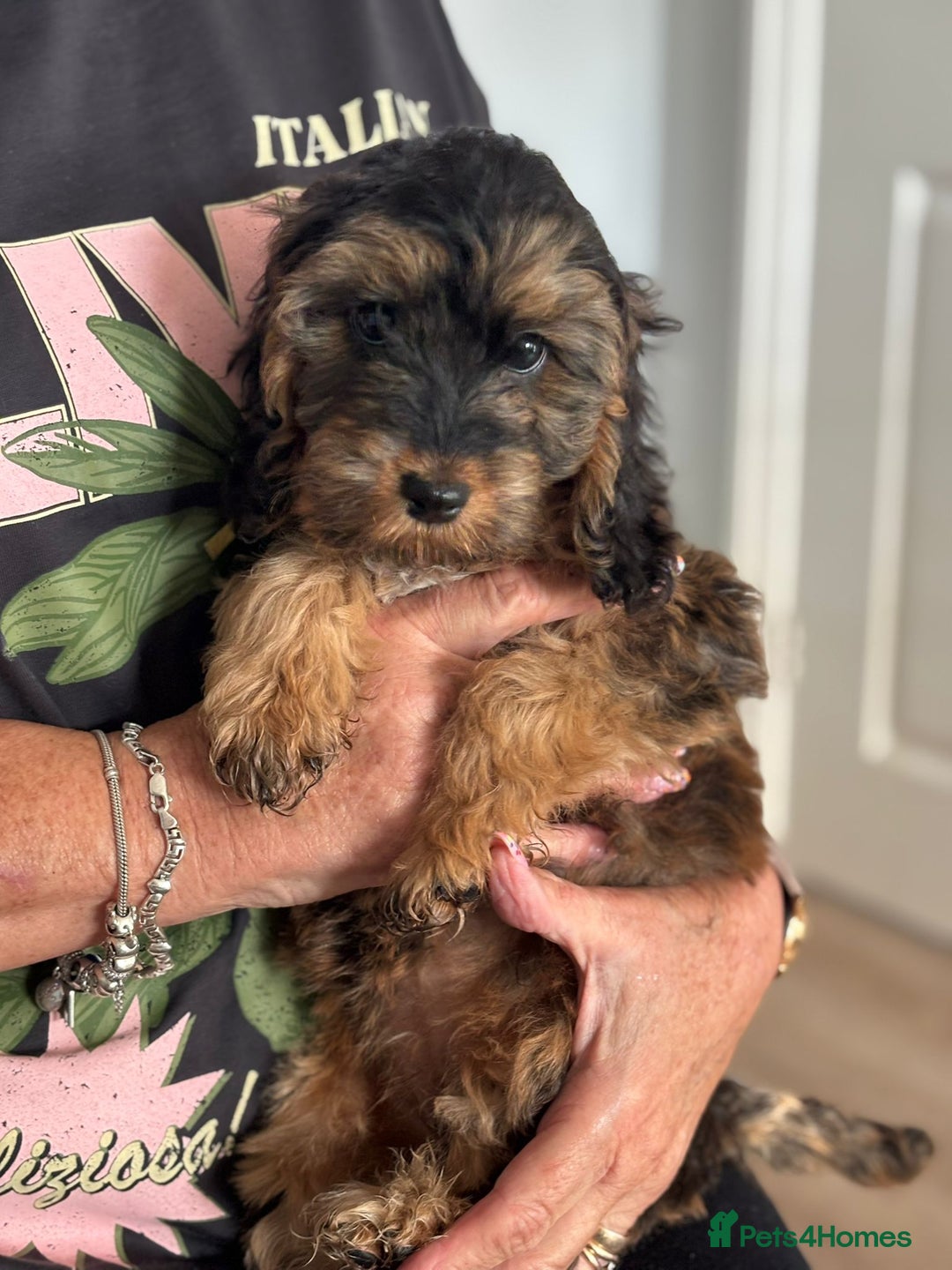 Cockapoo dogs for sale: Cuddly, cute, calm, sable Cockapoo puppies  - Image 3