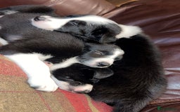 Border Collie dogs for sale: Border Collie Pups - Advert 12