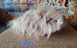 Guinea Pig rodents for sale: Lunkarya guinea pigs in Mablethorpe - Image 8