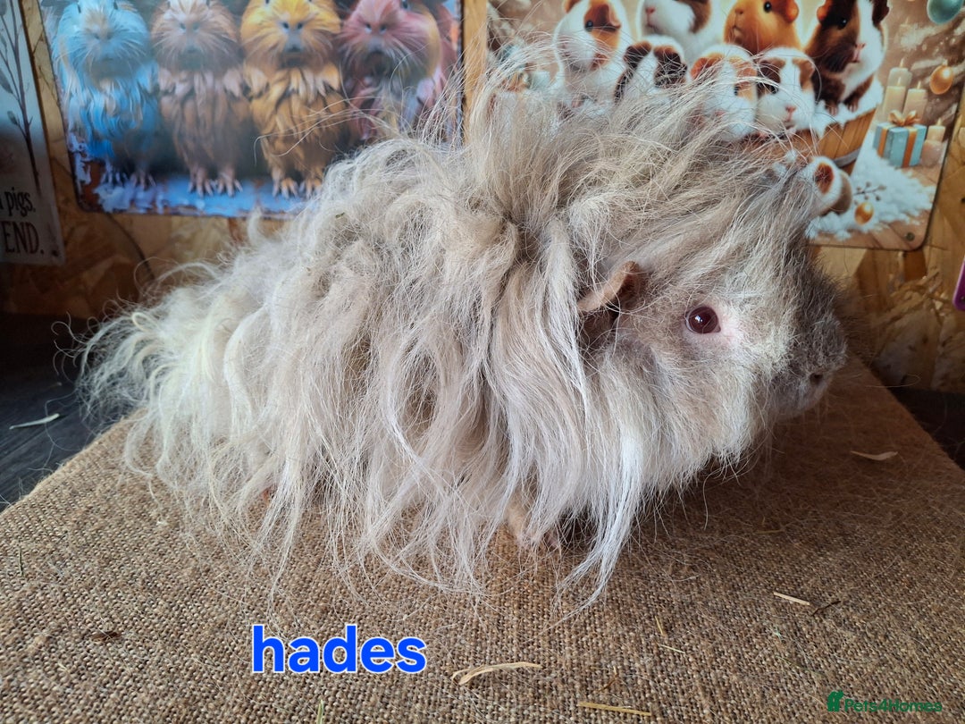 Guinea Pig rodents for sale: Lunkarya guinea pigs in Mablethorpe - Image 8