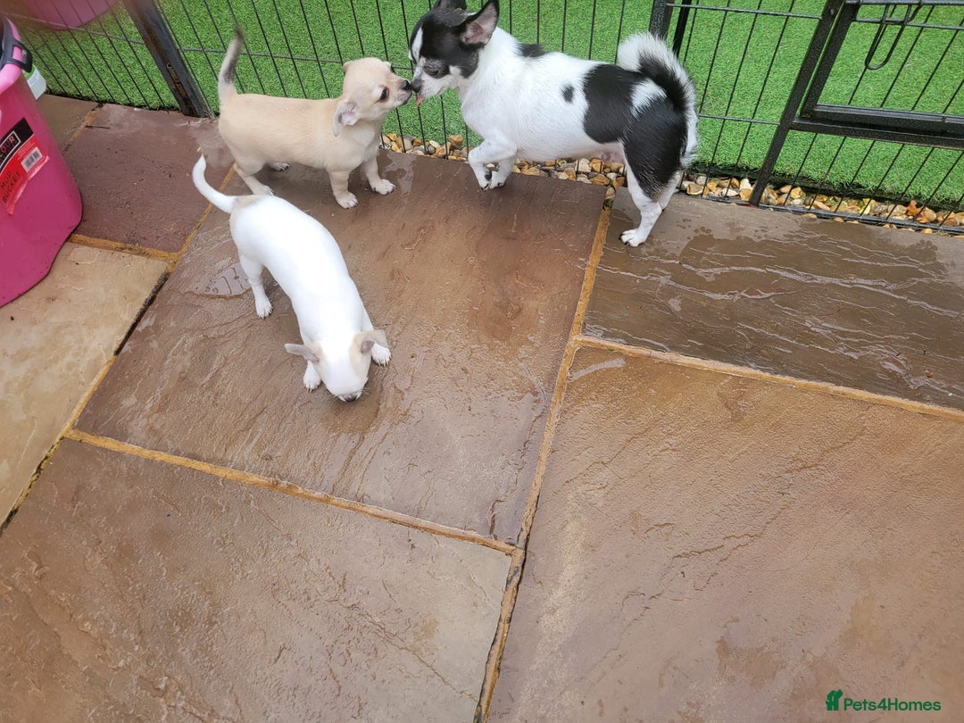 Chihuahua dogs for sale: Beautiful Chihuahuas  - Image 7