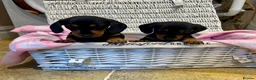 Miniature Dachshund dogs for sale: Beautiful Miniature Dachshunds - 2 boys left - Advert 6