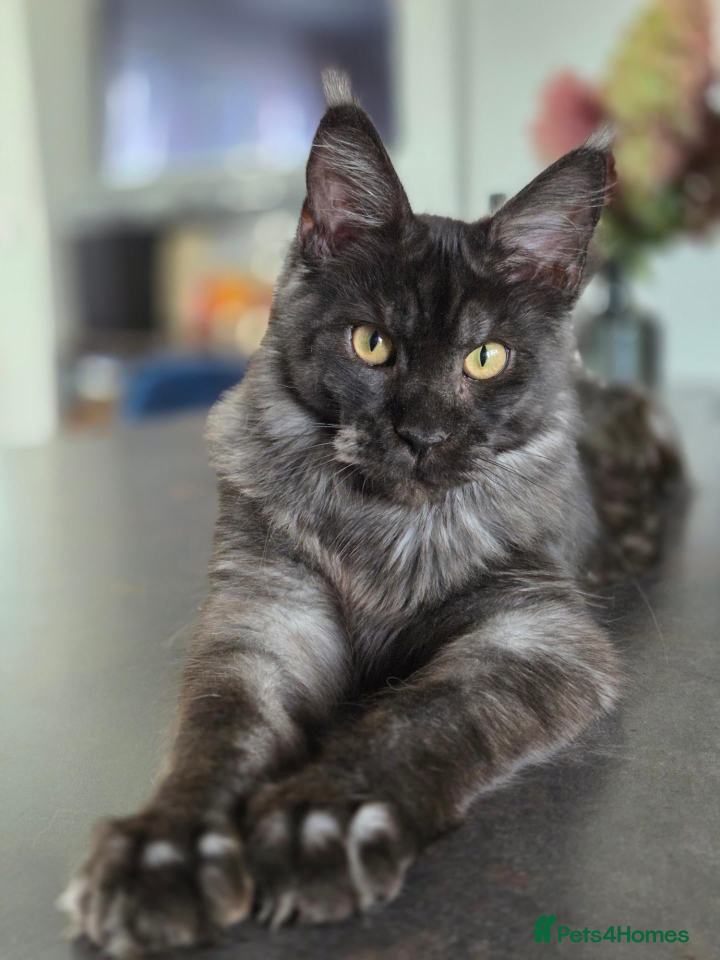 Maine Coon cats Maine Coon kittens, 2 girls , 1 boy  - Advert 1