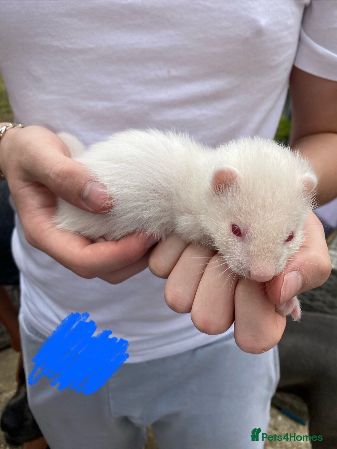 Ferret rodents for sale: Ferrets for sale - Image 4