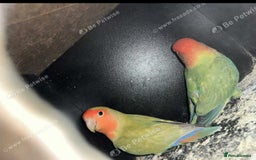 Lovebirds birds for sale: Lovebirds for sale  - Image 2