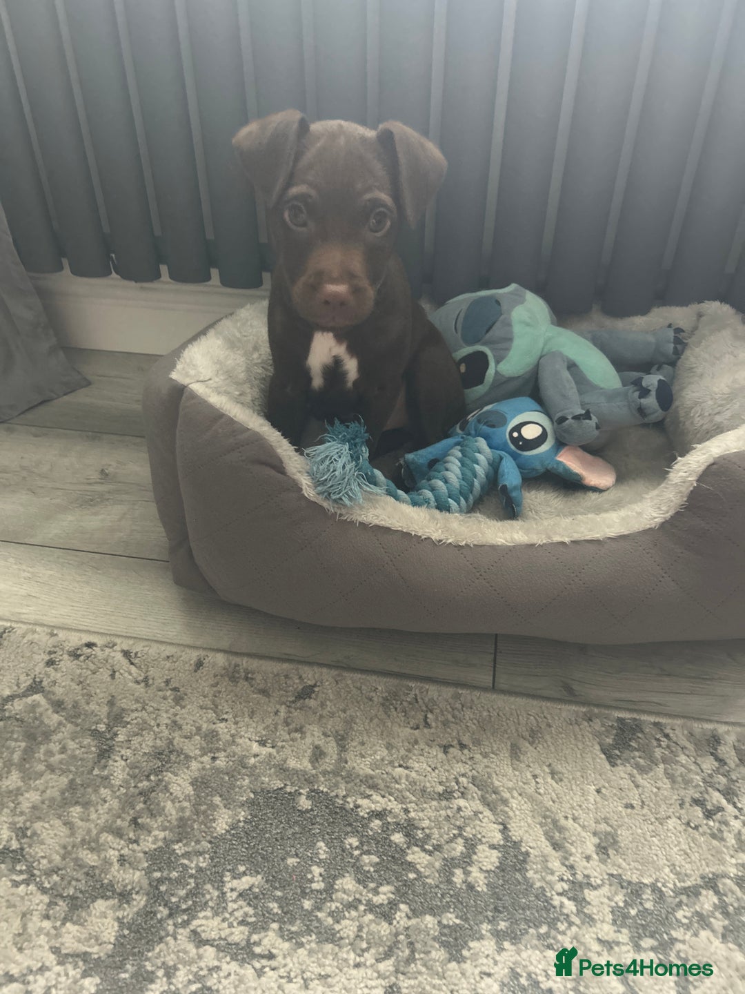 Patterdale Terrier dogs for sale: Patterdale terrier - Advert 1