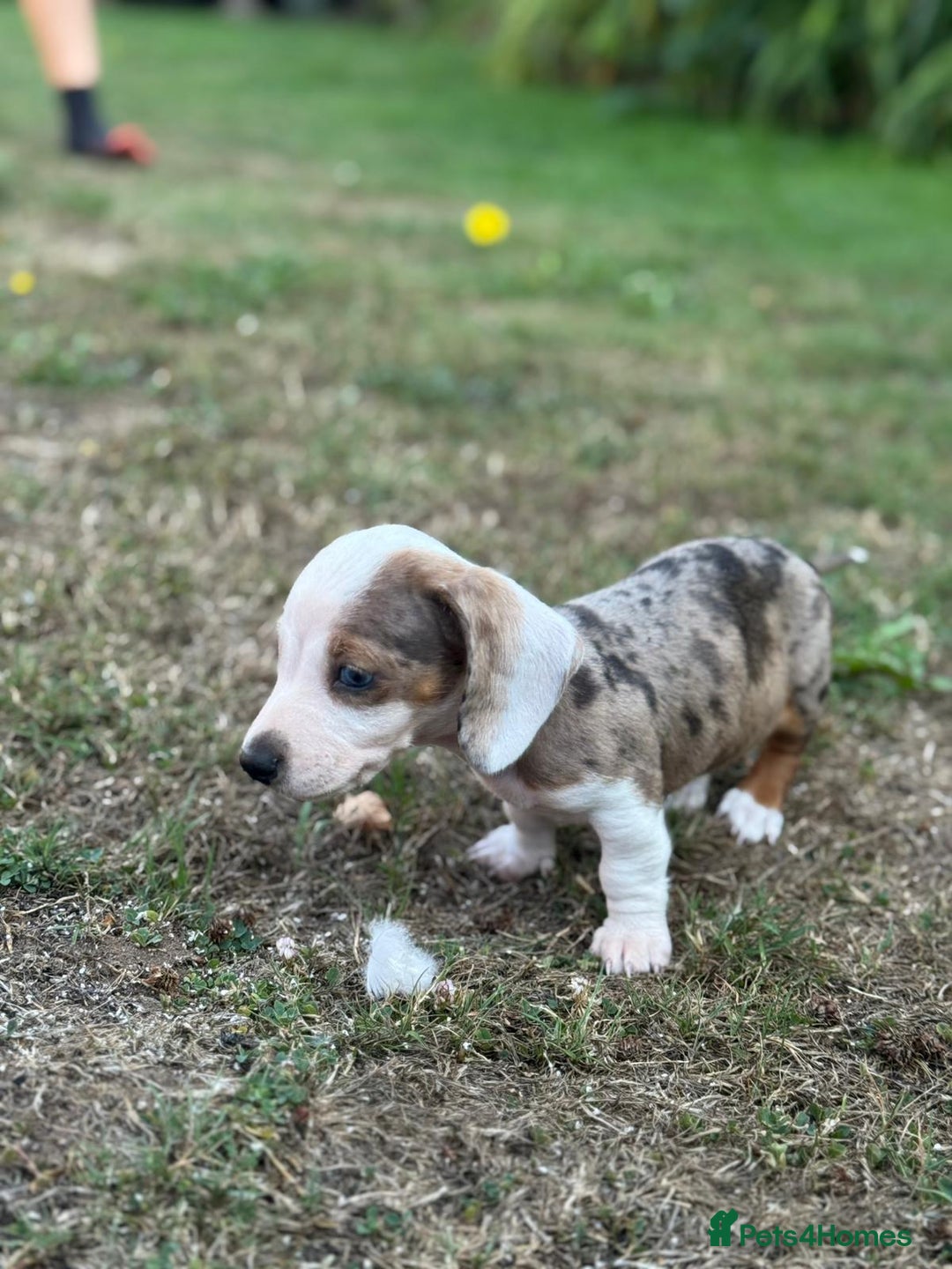 Dachshund dogs for sale: Beautiful Miniature dachshund puppies  - Image 13
