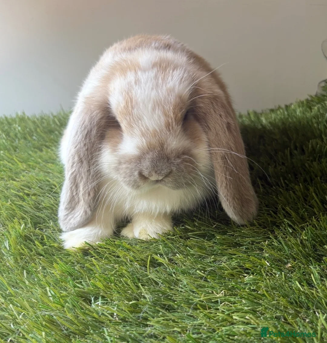 Mini Lop rabbits for sale: Stunning mini lop babies - amazing temperaments  - Advert 1