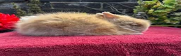 Lionhead rabbits for sale: Lionhead Baby Bunies  in Stoke-on-Trent - Advert 2