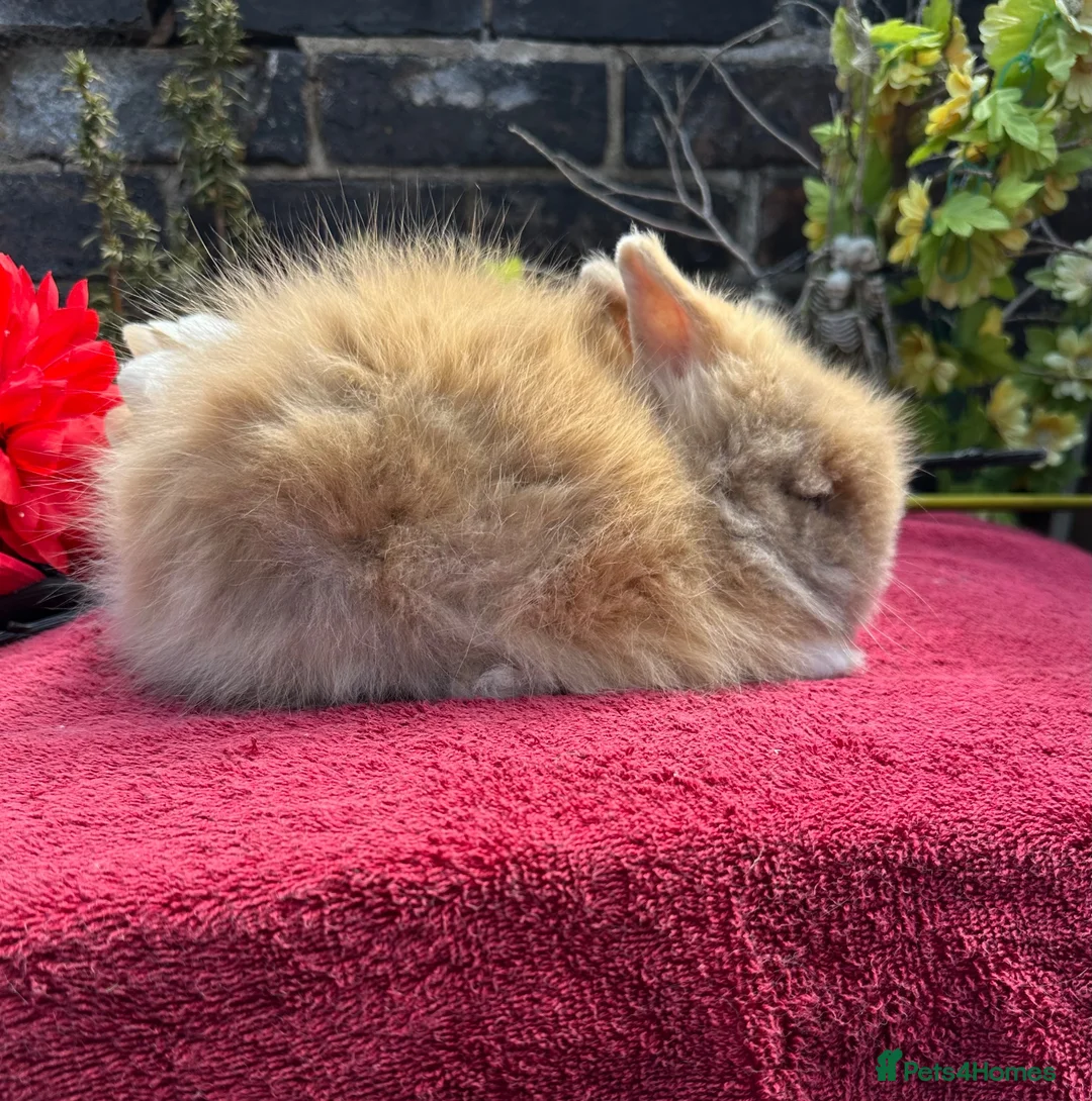 Lionhead rabbits for sale: Lionhead Baby Bunies  in Stoke-on-Trent - Advert 2