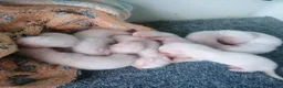 Ferret rodents for sale: Half micro ferret - Advert 8