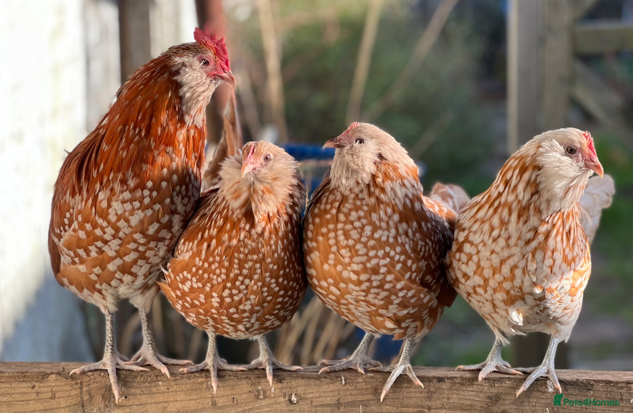 Chickens poultry Thuringian Rare Breed Hatching Eggs x 6 - Advert 14
