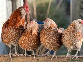 Chickens poultry Thuringian Rare Breed Hatching Eggs x 6 - Advert 14