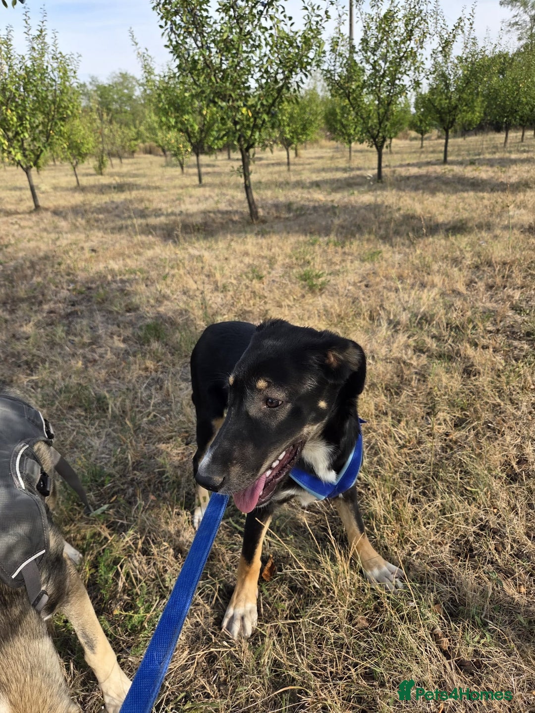 Mixed Breed dogs for adoption: RONA - a Lovely young Girl, for a Loving Home - Advert 6