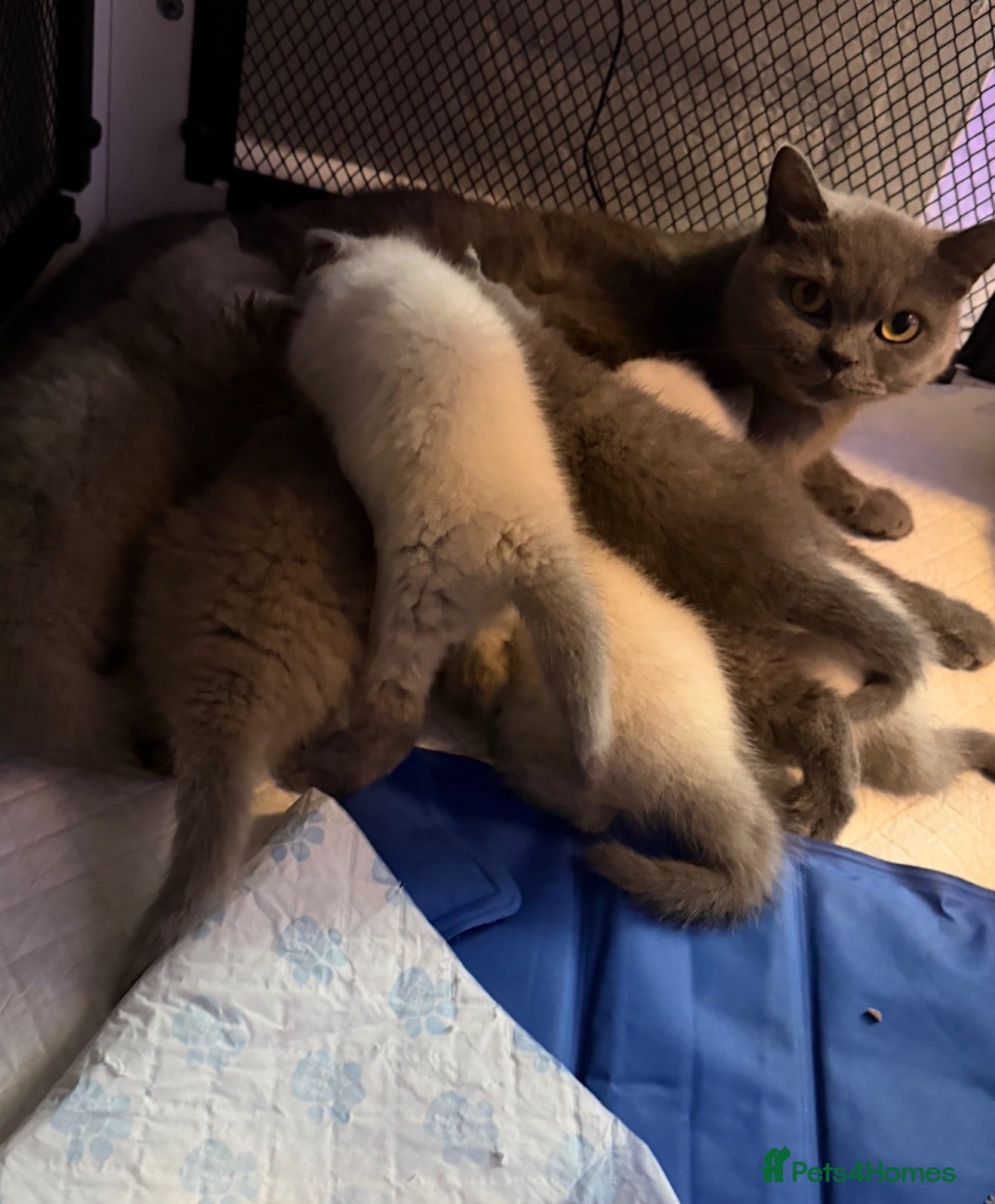 British Shorthair cats Beautiful British shorthair kittens - Advert 2