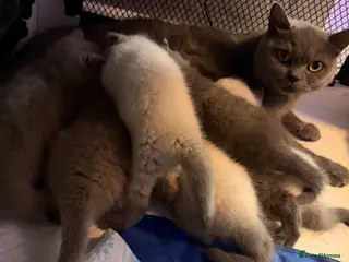 British Shorthair cats Beautiful British shorthair kittens - Advert 1