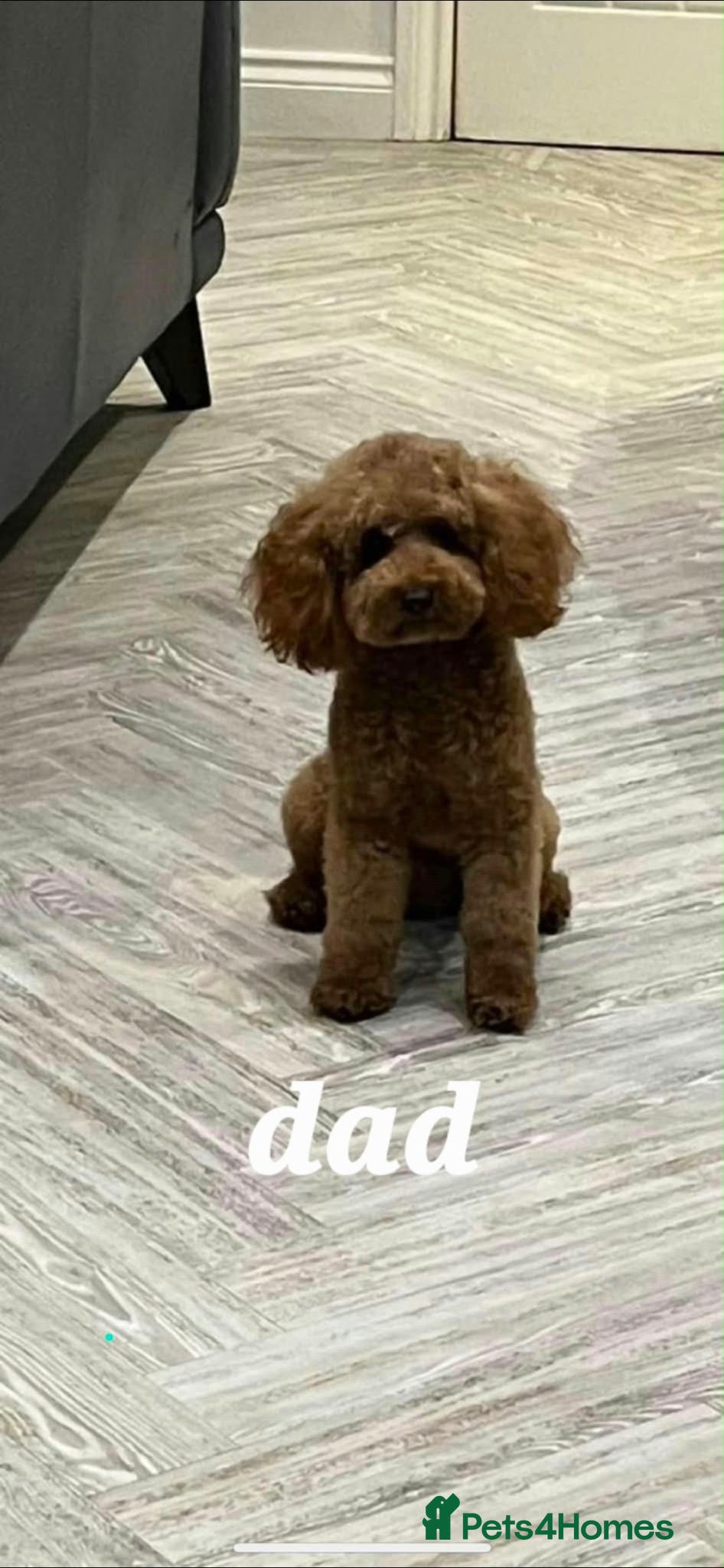 Cockapoo dogs Red F1B Toy Cockapoo's - Advert 2