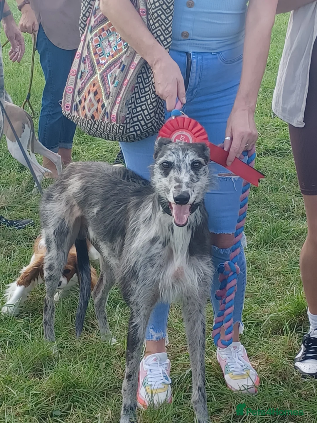 Deerhound dogs for stud: Deerhound X Lurcher for STUD in Westbury - Advert 2