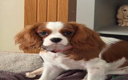 Cavalier King Charles Spaniel dogs for sale: Cavalier King Charles Spaniel bitch - Advert 1