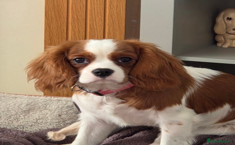 Cavalier King Charles Spaniel dogs Cavalier King Charles Spaniel bitch - Advert 2