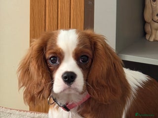 Cavalier King Charles Spaniel dogs for sale: Cavalier King Charles Spaniel bitch - Advert 1
