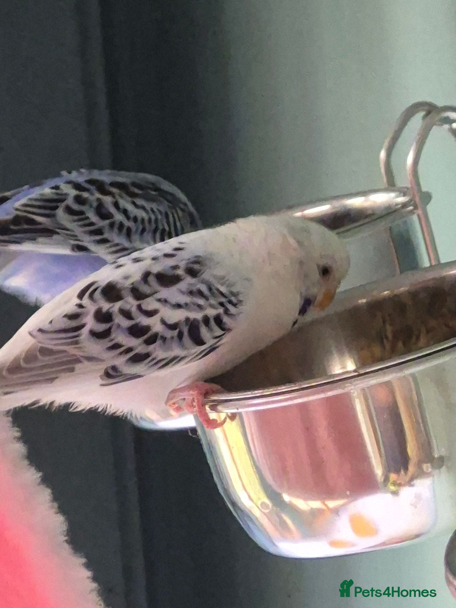 Budgerigars birds Baby budgies for sale - Advert 16