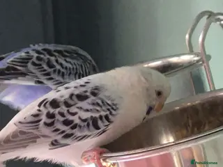Budgerigars birds Baby budgies for sale - Advert 16