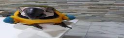 Macaws birds for sale: Blue and Gold macaw  for sale  - Advert 3
