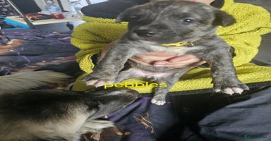 Mixed Breed dogs - Advert 5