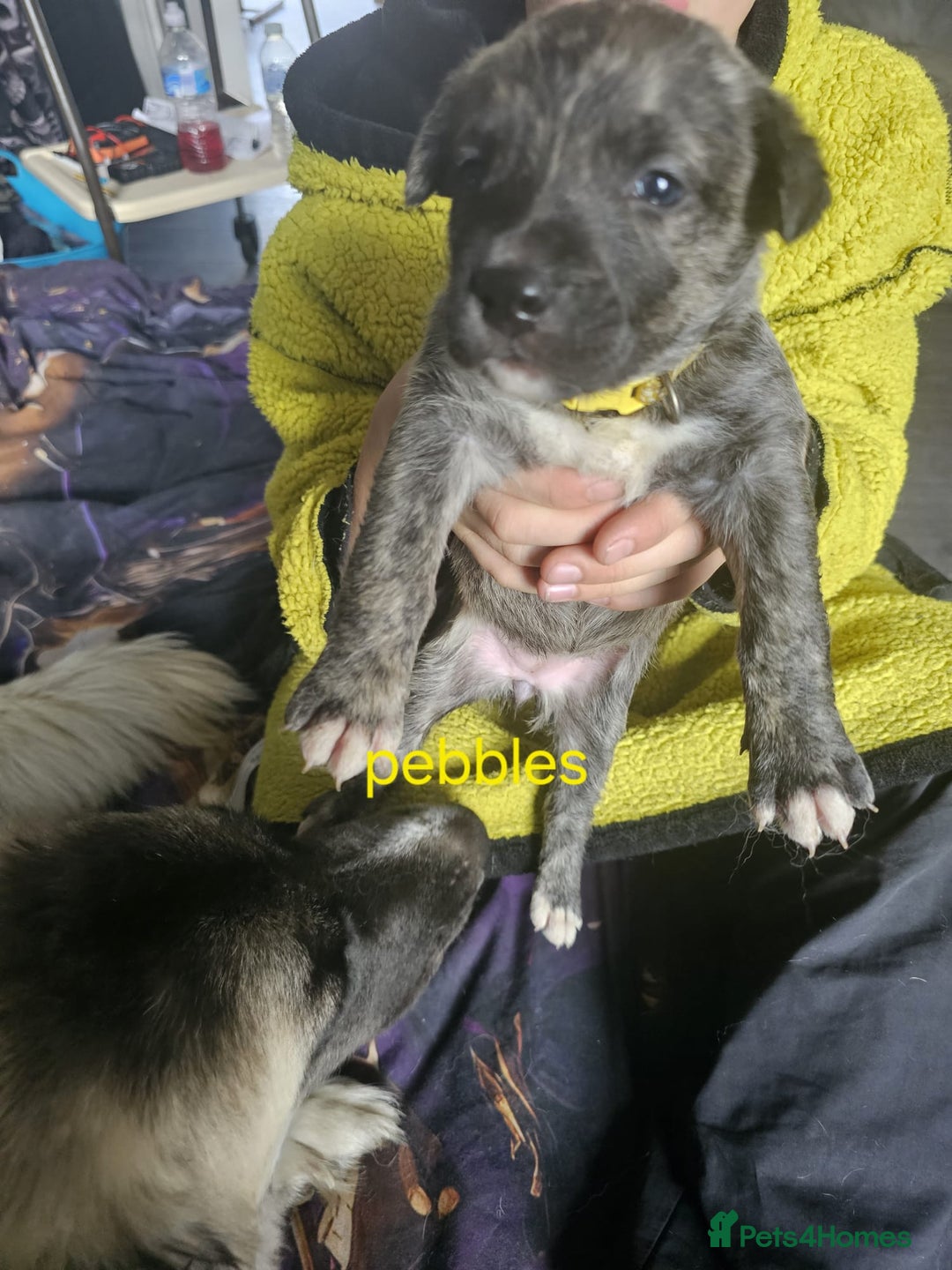 Mixed Breed dogs for sale: PEBBLES LEFTGerman shepherd cross puppies - Image 2