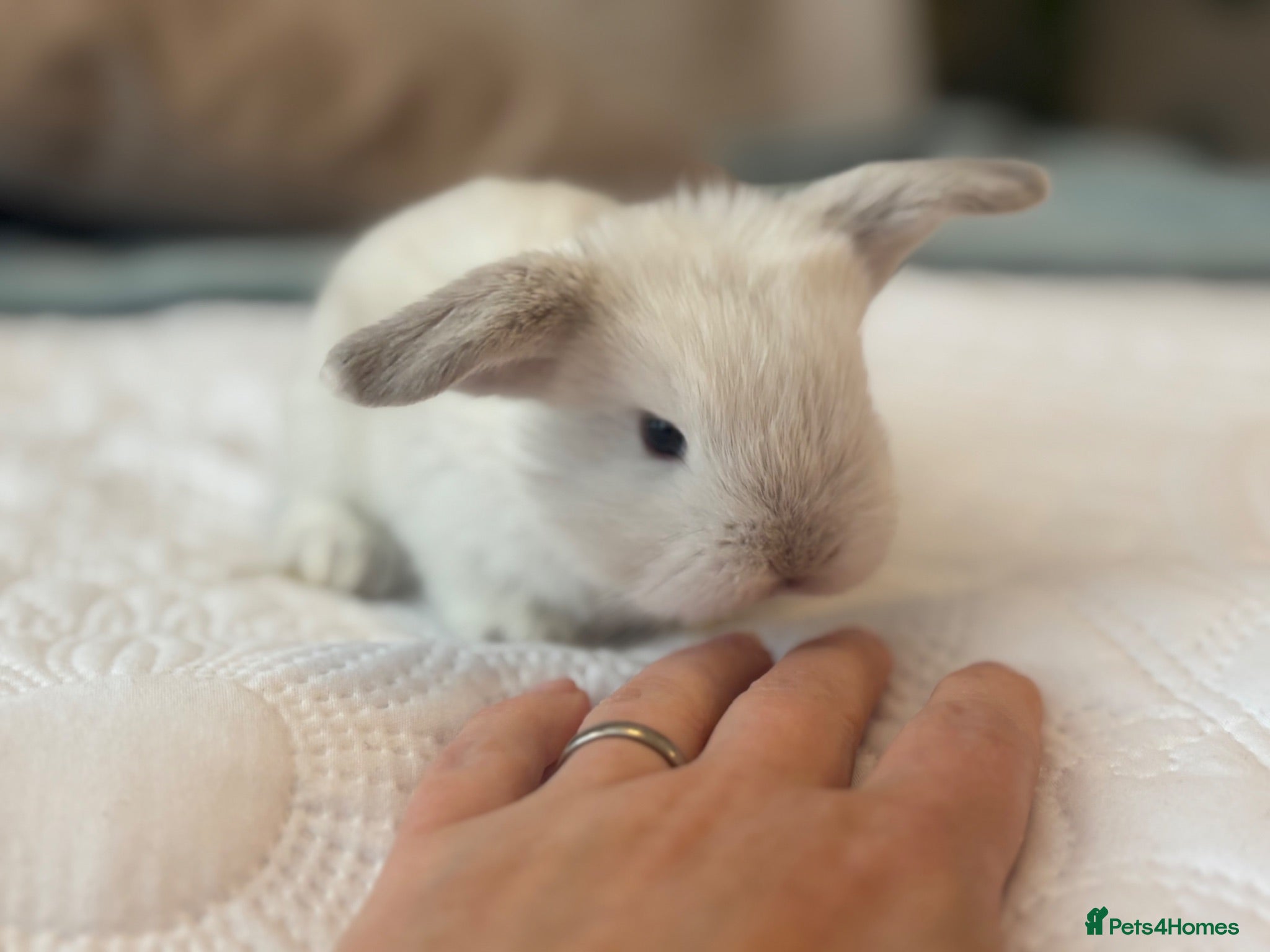 Mini Lop rabbits New born mini lop rabbits - Advert 2