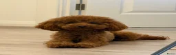 Toy Poodle dogs for sale: Kc registered deep red toy poodles - Advert 3