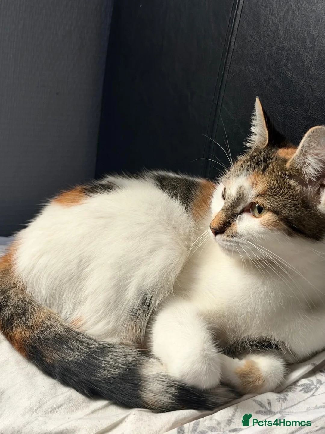 Mixed Breed cats for stud: Cat named lily - Advert 1
