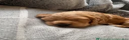 Cockapoo dogs for sale: Extensively Health Tested Parents! Beautiful! - Advert 12