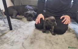 Cane Corso dogs for sale: Cane corsa - Image 7