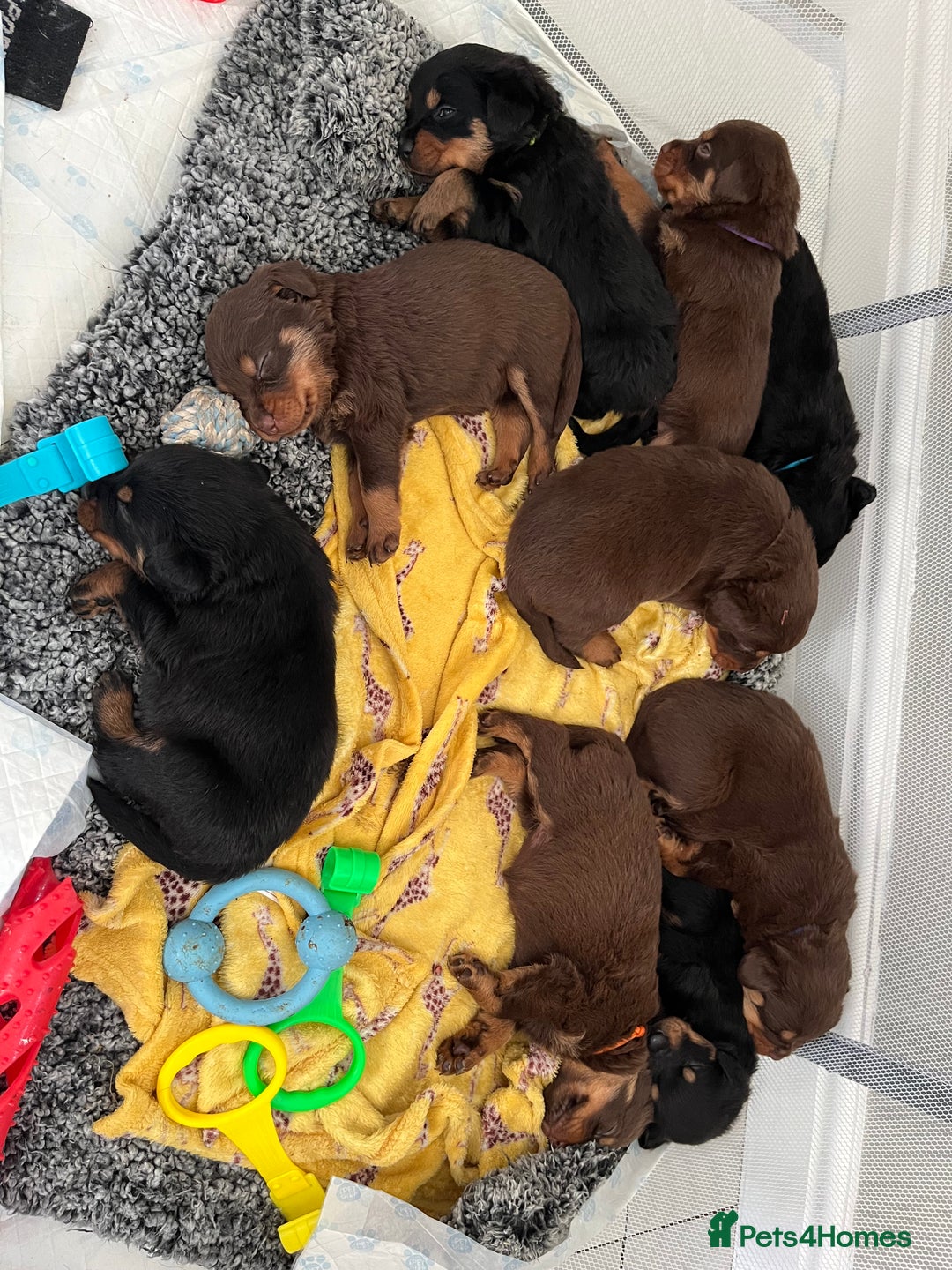 Rottweiler dogs for sale: Black & tan and red Rottweiler puppies - Advert 2