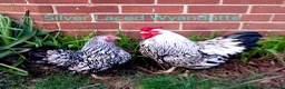 Chickens poultry for sale: Various Pure breed chicks/eggs + guinea fowl keets - Advert 7