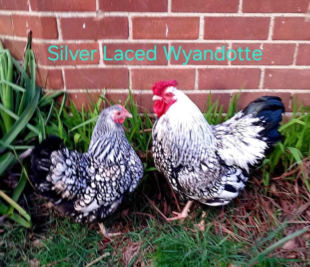 Chickens poultry for sale: Various Pure breed chicks/eggs + turkeys - Advert 1