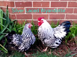 Chickens poultry Various Pure breed chicks/eggs + guinea fowl keets - Advert 17