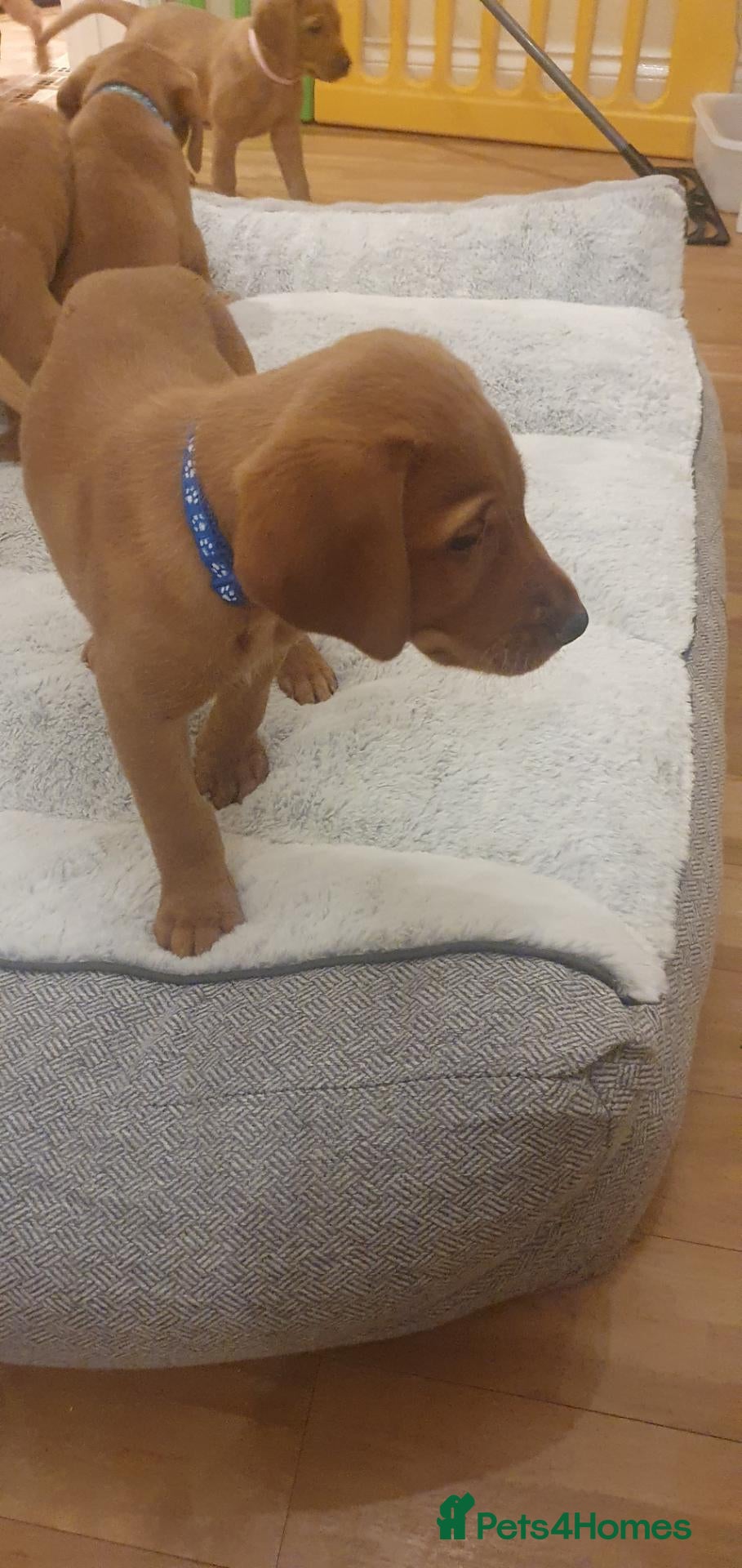Labrador Retriever dogs for sale: KC Labrador Puppies 🧬 Sire Clear all 7 DNA Tests - Advert 1
